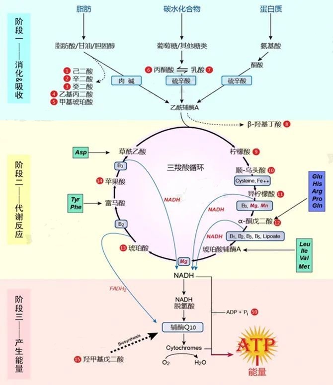 想要高效养卵，这样做就对了!