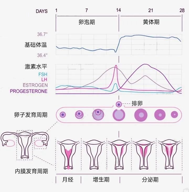 备孕抓准排卵期，这个方法很多人都用错了！